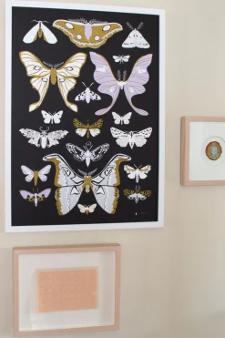 Cheap Moths Signed Poster Science And Nature