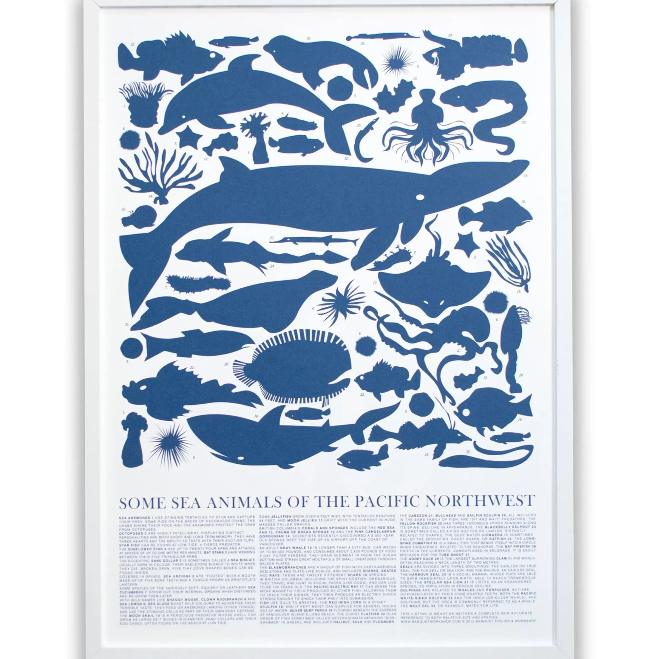 New Print - Blue Sea Animals Of The Pacific Northwest Poster Science And Nature